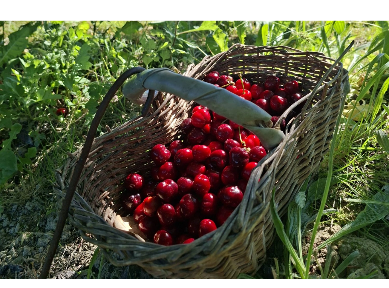 Raccolta delle ciliegie nel frutteto