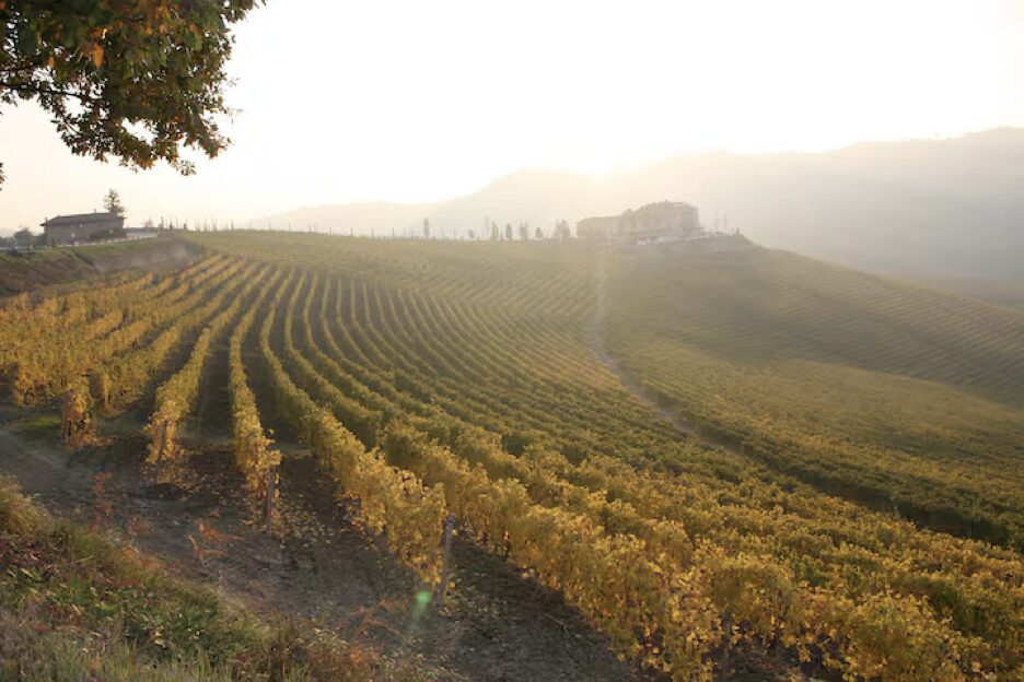 Vigne nella luce d'autunno