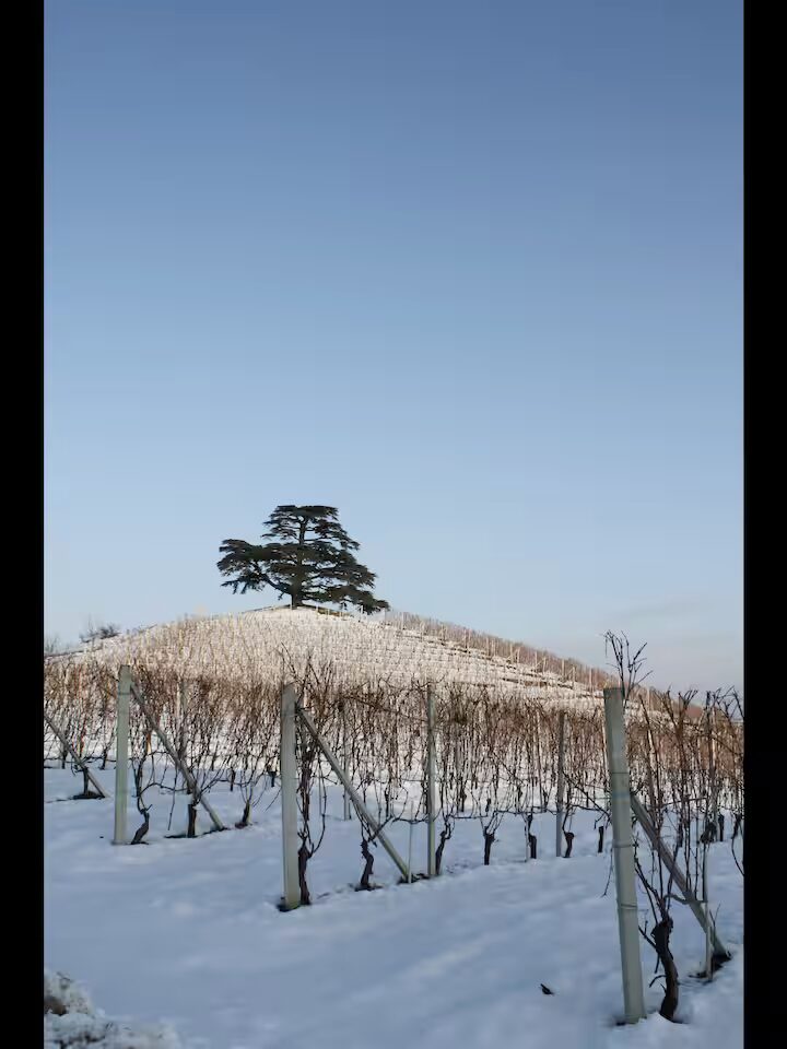 Vigne d'inverno