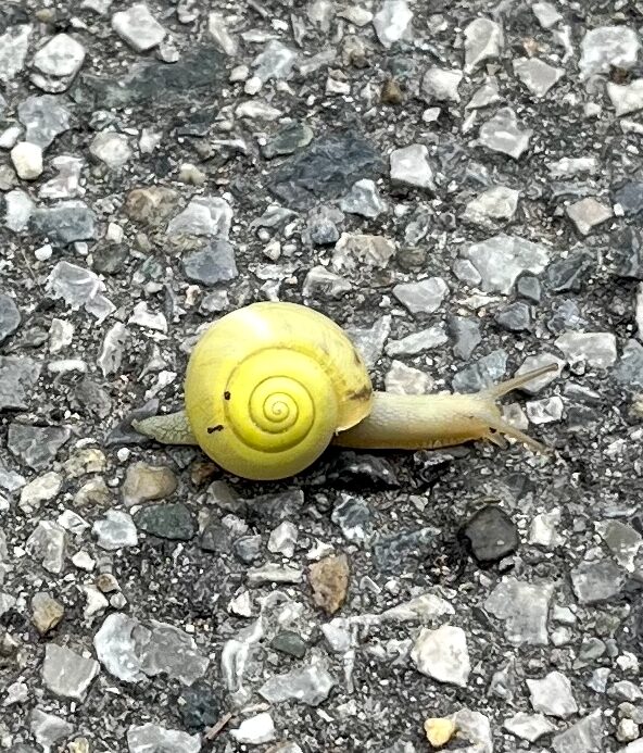 Una lumaca gialla che attraversa la strada