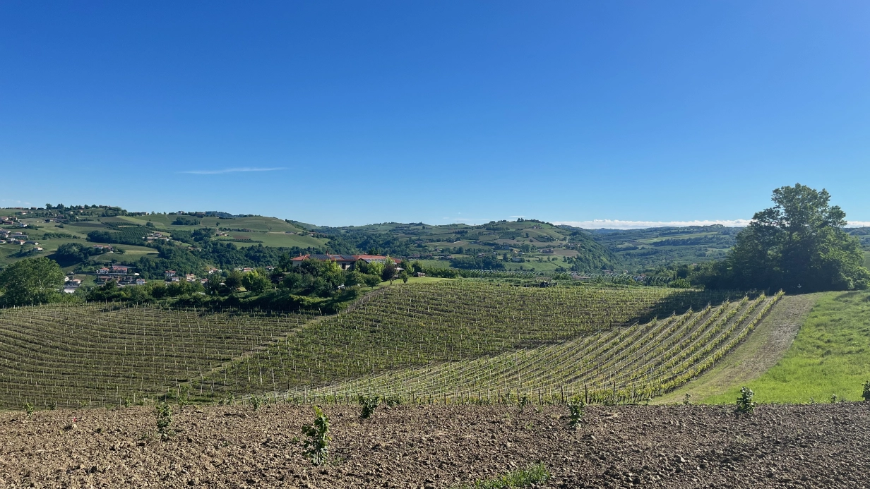 Vigneti e colline intorno a CasaMatilda